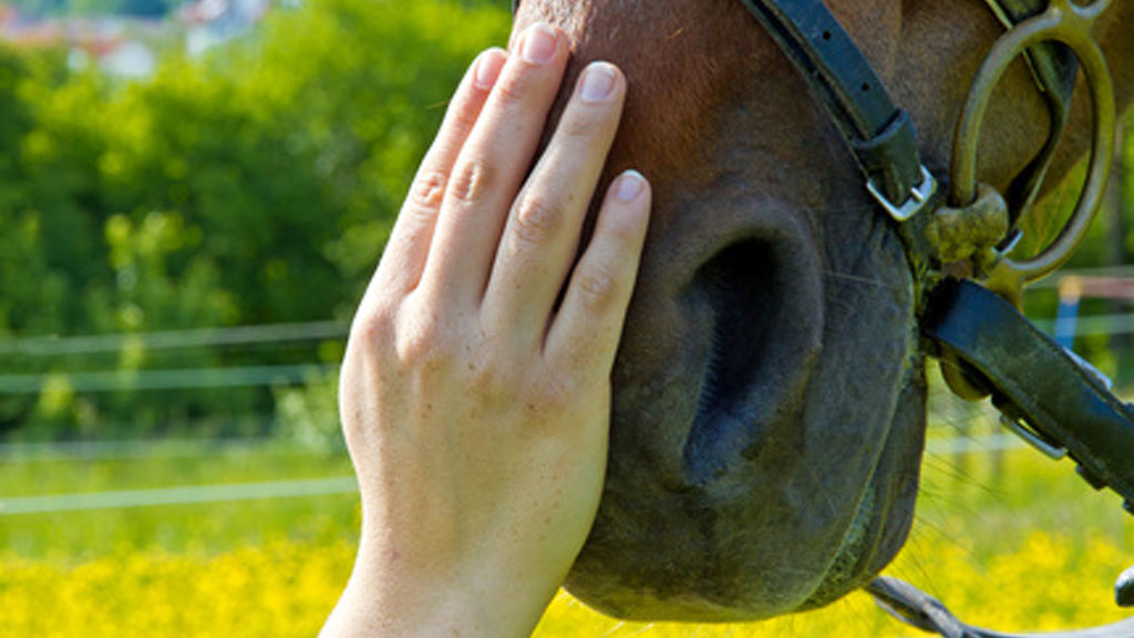 Therapie mit Pferden