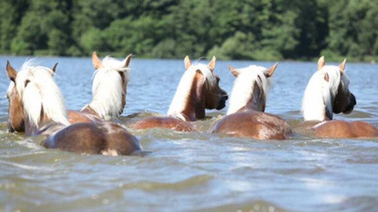 Schwimmen mit Pferden