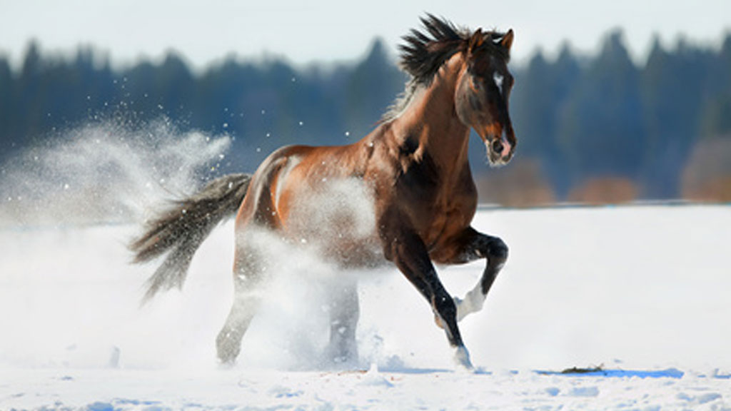 Mit dem Pferd im Schnee