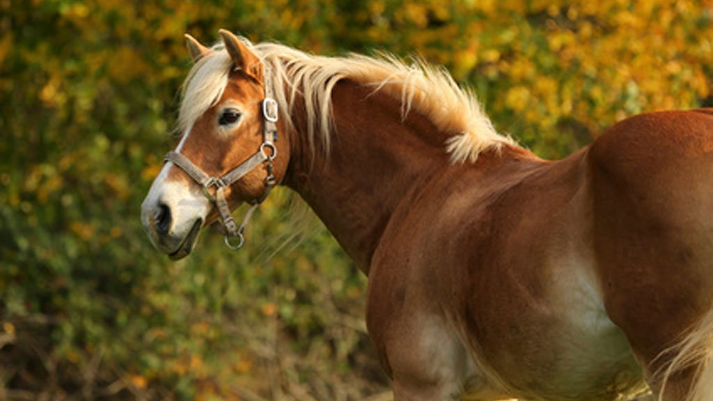 Charaktertyp Pferd