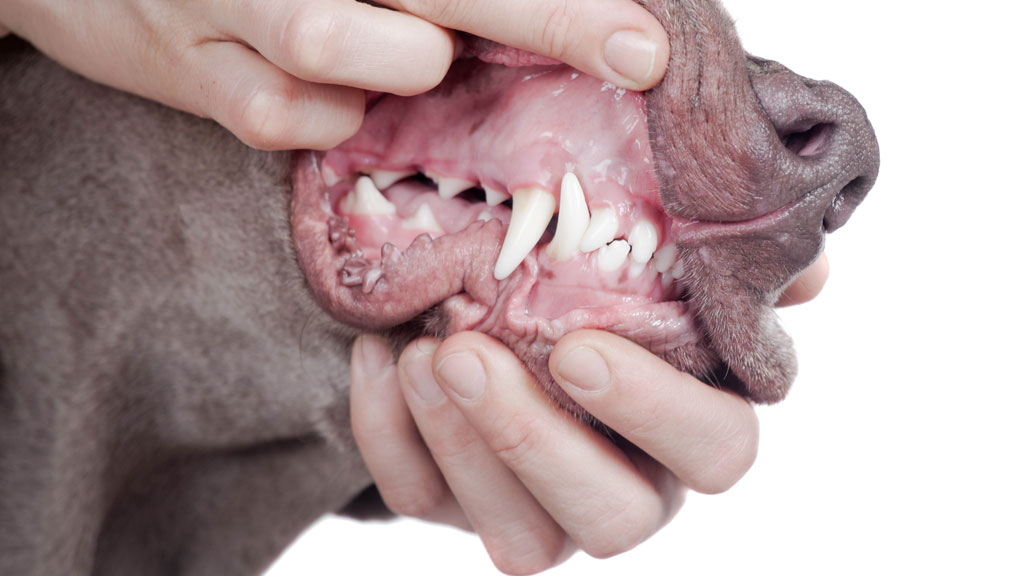 Zahnpflege bei Hunden