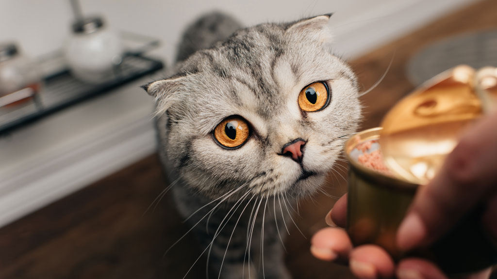 Katze beim Füttern