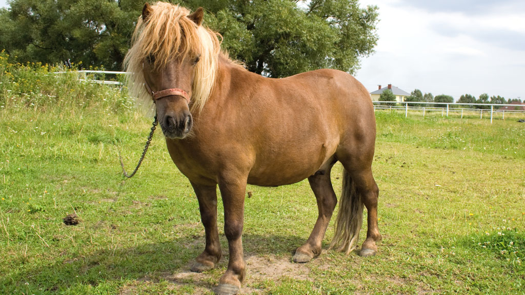 Pony auf der Wiese