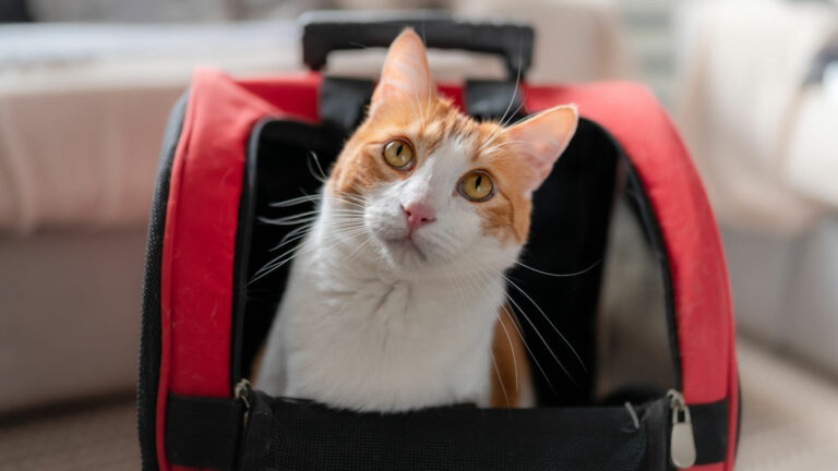 Katze im Katzenrucksack