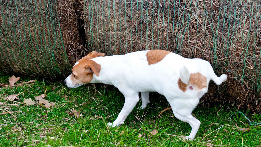 Hund pinkelt vor Freude petsplus.de