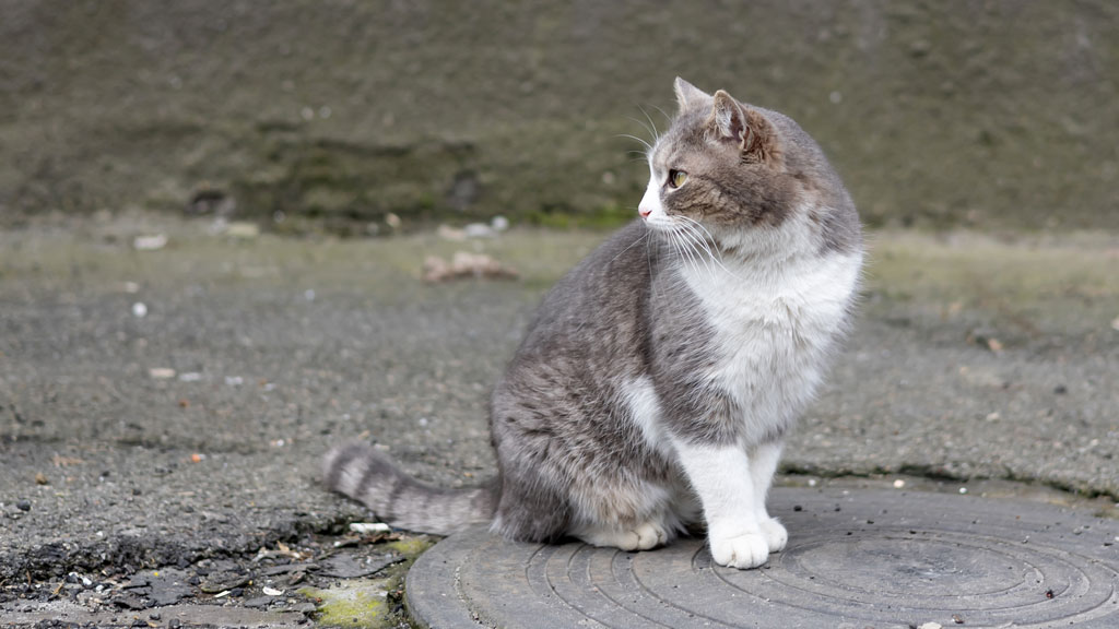Katze dreht sich im kreis Was steckt dahinter petsplus.de