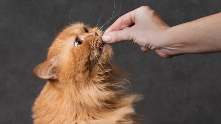 Katze Leckerli füttern