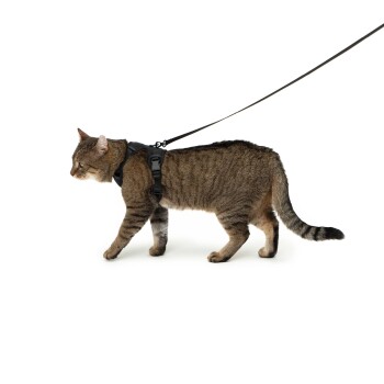 LucyBalu EXPLORER Katzengeschirr schwarz S