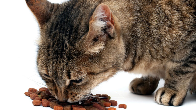 Katze frisst Trockenfutter