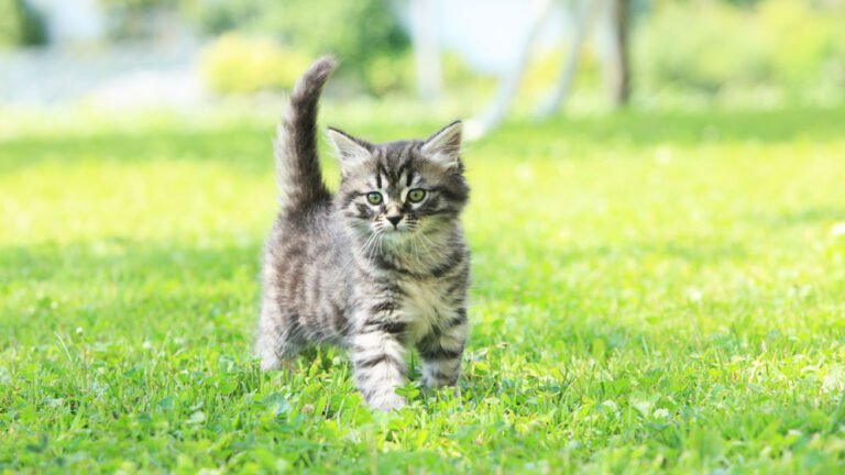 Katze spielt in der Wiese