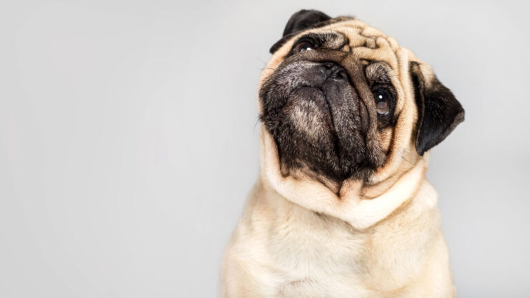 Hund Mops