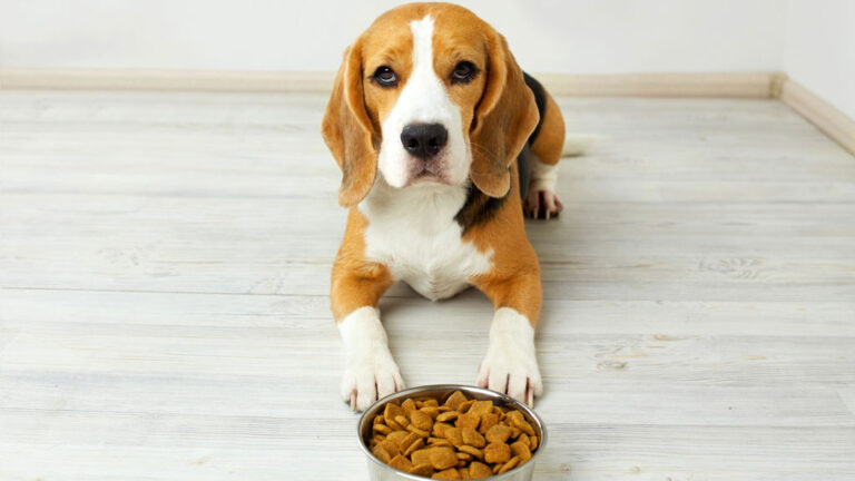 Hund mit Trockenfutter