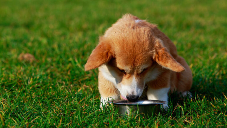 Hund frisst Käsestücke